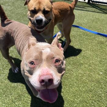 Mama Cakes -  Mixed Breed Dog for Adoption in Philadelphia, Pennsylvania - Mama Cakes | PetCurious