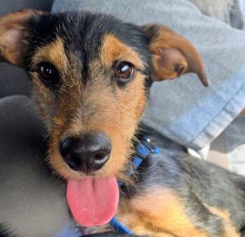 Benjamin -  Fox Terrier Dog for Adoption in Carlsbad, California - Benjamin | PetCurious