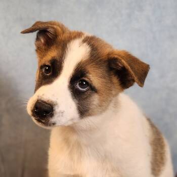 Rescue Husky Dogs for Adoption in Austin, Texas - Remi AL | PetCurious