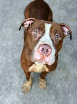 Ulissa -  Pit Bull Terrier Dog for Adoption in Chicago, Illinois - Ulissa | PetCurious