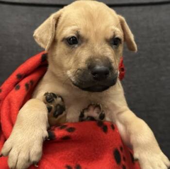 Rescue Mixed Breed Dogs for Adoption in Carrollton, Texas - Kody | PetCurious