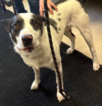 Australian Cattle Dog Blue Heeler and Australian Shepherd Dogs Available for Adoption in Rock Springs, Wyoming - Hank | PetCurious