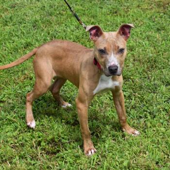 Pit Bull Terrier Dogs Available for Adoption in Searcy, Arkansas - Ginger | PetCurious