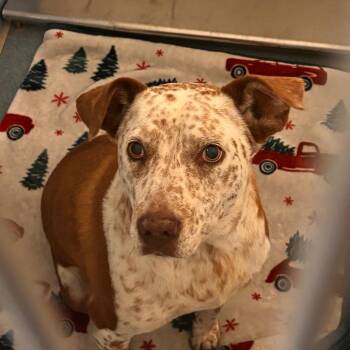 Scarlet -  Australian Cattle Dog Blue Heeler and Mixed Breed Dog for Adoption in Edinburg, Texas - Scarlet | PetCurious