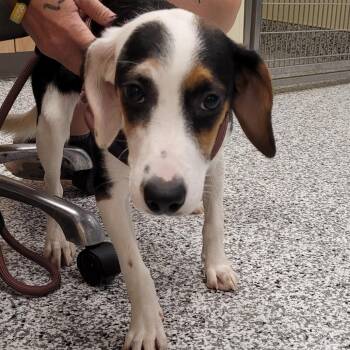Allie -  Beagle and Australian Cattle Dog Blue Heeler Dog for Adoption in Madisonville, Tennessee - Allie | PetCurious