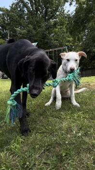 Artax (A Pups) -  Labrador Retriever and Basenji Dog for Adoption in Brewster, New York - Artax (A Pups) | PetCurious