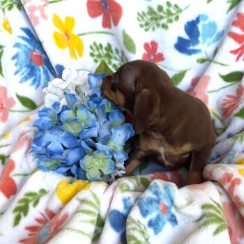 Pansy -  Chihuahua and Mixed Breed Dog for Adoption in Olathe, Kansas - Pansy | PetCurious