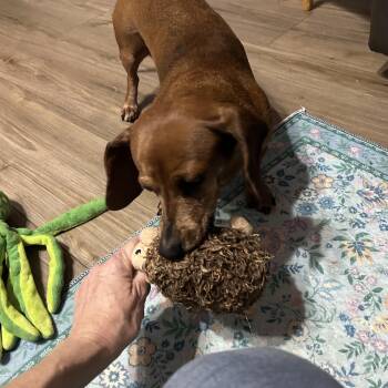 Rescue Miniature Dachshund Dogs for Adoption in Chickasha, Oklahoma - Coco | PetCurious