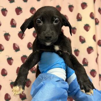 Lorenzo -  Terrier and Mixed Breed Dog for Adoption in San Antonio, Texas - Lorenzo | PetCurious