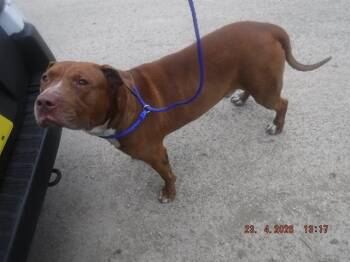 American Bulldog and Mixed Breed Dogs Available for Adoption in Doral, Florida - LUKE | PetCurious