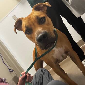 Rugbee -  Mixed Breed Dog for Adoption in Tulsa, Oklahoma - Rugbee | PetCurious