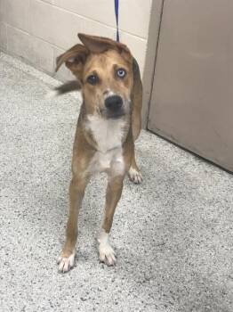 A432107 -  Bluetick Coonhound Dog for Adoption in Conroe, Texas - A432107 | PetCurious