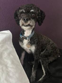 Starshine -  Poodle Dog for Adoption in Hampton, Virginia - Starshine | PetCurious