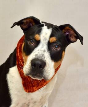 Kabuto -  Terrier Dog for Adoption in Sanford, Florida - Kabuto | PetCurious