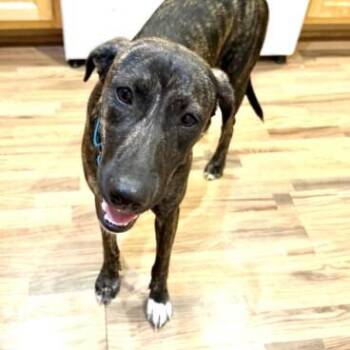 BANDANA BUTTERBEANS -  Mixed Breed Dog for Adoption in Lawton, Oklahoma - BANDANA BUTTERBEANS | PetCurious
