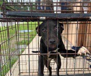 Furby -  Pit Bull Terrier Dog Available for Adoption in Gautier, Mississippi - Furby | PetCurious