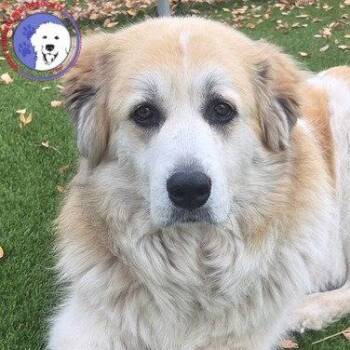 Uma -  Great Pyrenees Dog for Adoption in Spring, Texas - Uma | PetCurious