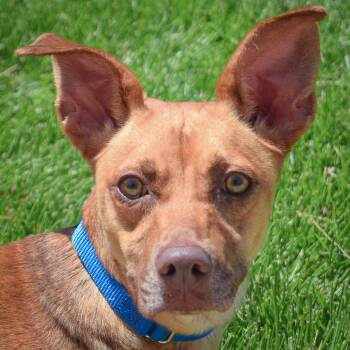 Potato -  Vizsla and Manchester Terrier Dog for Adoption in Huntley, Illinois - Potato | PetCurious
