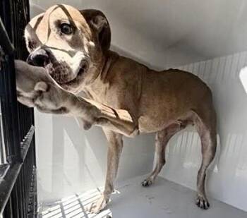 A661180 -  Pit Bull Terrier Dog for Adoption in Houston, Texas - A661180 | PetCurious