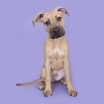 Mixed Breed Dogs Available for Adoption - Cyrus | PetCurious