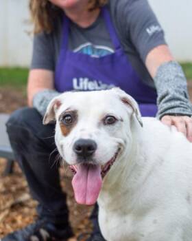 Petra -  Mixed Breed Dog for Adoption in Chamblee, Georgia - Petra | PetCurious