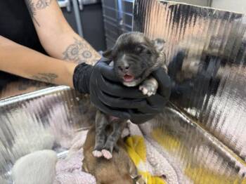 A254724 -  German Shepherd Dog and Mixed Breed Dog for Adoption in Visalia, California - A254724 | PetCurious