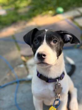 Oaxaca -  Labrador Retriever Dog Available for Adoption - Oaxaca | PetCurious