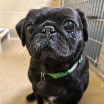 Rescue Pug Dogs for Adoption in Riverside, California - Pebbles | PetCurious