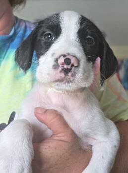 Kenny -  Terrier Dog for Adoption in Lakeland, Florida - Kenny | PetCurious