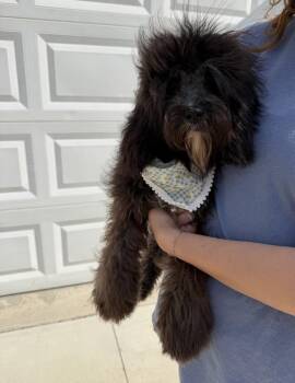 Primrose Cavapoo -  Cavalier King Charles Spaniel and Poodle Dog for Adoption in Gillsville, Georgia - Primrose Cavapoo | PetCurious