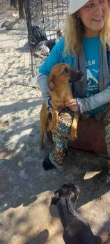 Labrador Retriever and Spaniel Dogs Available for Adoption in Calgary, Alberta - Layla Sol | PetCurious