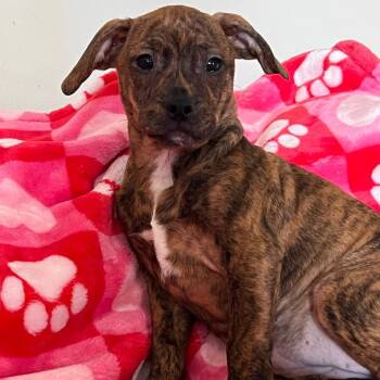 Boxer and Husky Dogs Available for Adoption - Careen | PetCurious