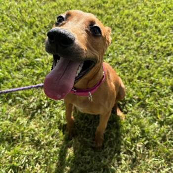 Robin -  Hound Dog for Adoption in Pearland, Texas - Robin | PetCurious