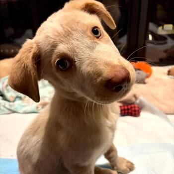 Kiki -  Labrador Retriever Dog for Adoption in San Antonio, Texas - Kiki | PetCurious