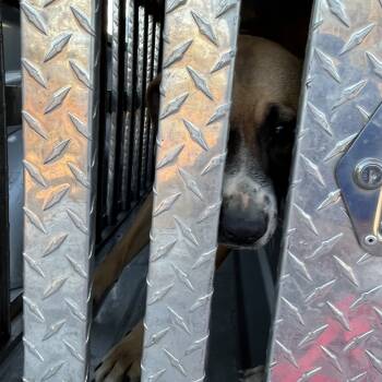 Rescue Pit Bull Terrier Dogs for Adoption in Richmond Hill, Georgia - Felix | PetCurious