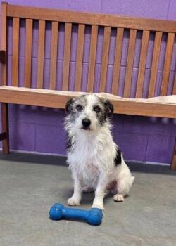**MAXAMILLIAN** -  Cairn Terrier Dog for Adoption in North Prairie, Wisconsin - **MAXAMILLIAN** | PetCurious