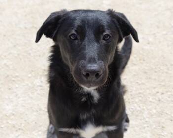 Labrador Retriever Dogs Available for Adoption in Winnipeg, Manitoba - Lilac | PetCurious