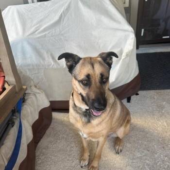 Rescue German Shepherd Dog and Black Mouth Cur Dogs for Adoption in Lavon, Texas - Bubba | PetCurious
