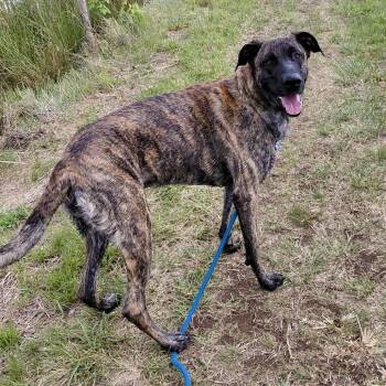 Maverick -  German Shepherd Dog and Great Dane Dog for Adoption in Frankfort, Kentucky - Maverick | PetCurious
