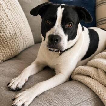 Apollo Handsome, Loving, Cuddles. Good w/Dogs -  Hound and Pit Bull Terrier Dog for Adoption in Houston, Texas - Apollo Handsome, Loving, Cuddles. Good W/Dogs | PetCurious