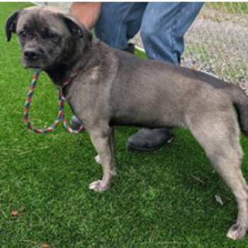 Avie -  Pug and Mixed Breed Dog for Adoption in Fairfax, Virginia - Avie | PetCurious