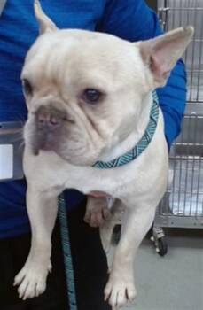 French Bulldog Dogs Available for Adoption in Salinas, California - BRET MICHEALS | PetCurious