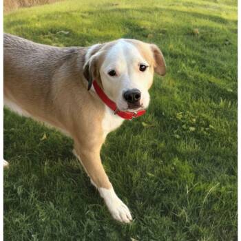 Chico -  American Bulldog Dog for Adoption in Kingman, Arizona - Chico | PetCurious