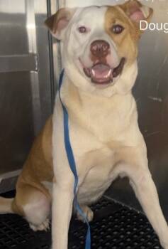 Rescue Mixed Breed Dogs for Adoption in Douglasville, Georgia - Biscuit | PetCurious