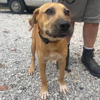 Ike -  Mixed Breed Dog for Adoption in Valley, Alabama - Ike | PetCurious