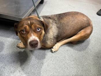 Rescue Australian Cattle Dog Blue Heeler and Mixed Breed Dogs for Adoption in Tustin, California - AMBER | PetCurious