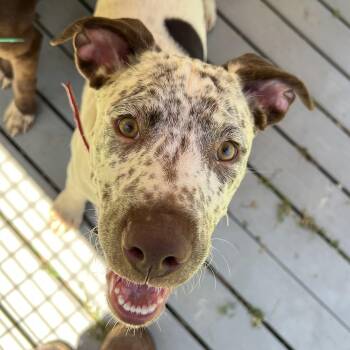 German Shorthaired Pointer and Pointer Dogs Available for Adoption in Cedar Mountain, North Carolina - Rip | PetCurious
