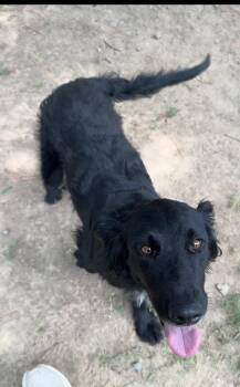 Darling -  Flat Coated Retriever Dog for Adoption in Little Rock, Arkansas - Darling | PetCurious