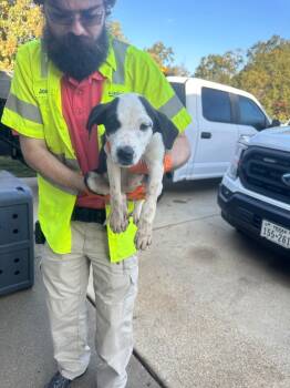 Rescue Pit Bull Terrier Dogs for Adoption in Nacogdoches, Texas - Francis | PetCurious
