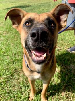 German Shepherd Dog Dogs Available for Adoption - Batman | PetCurious